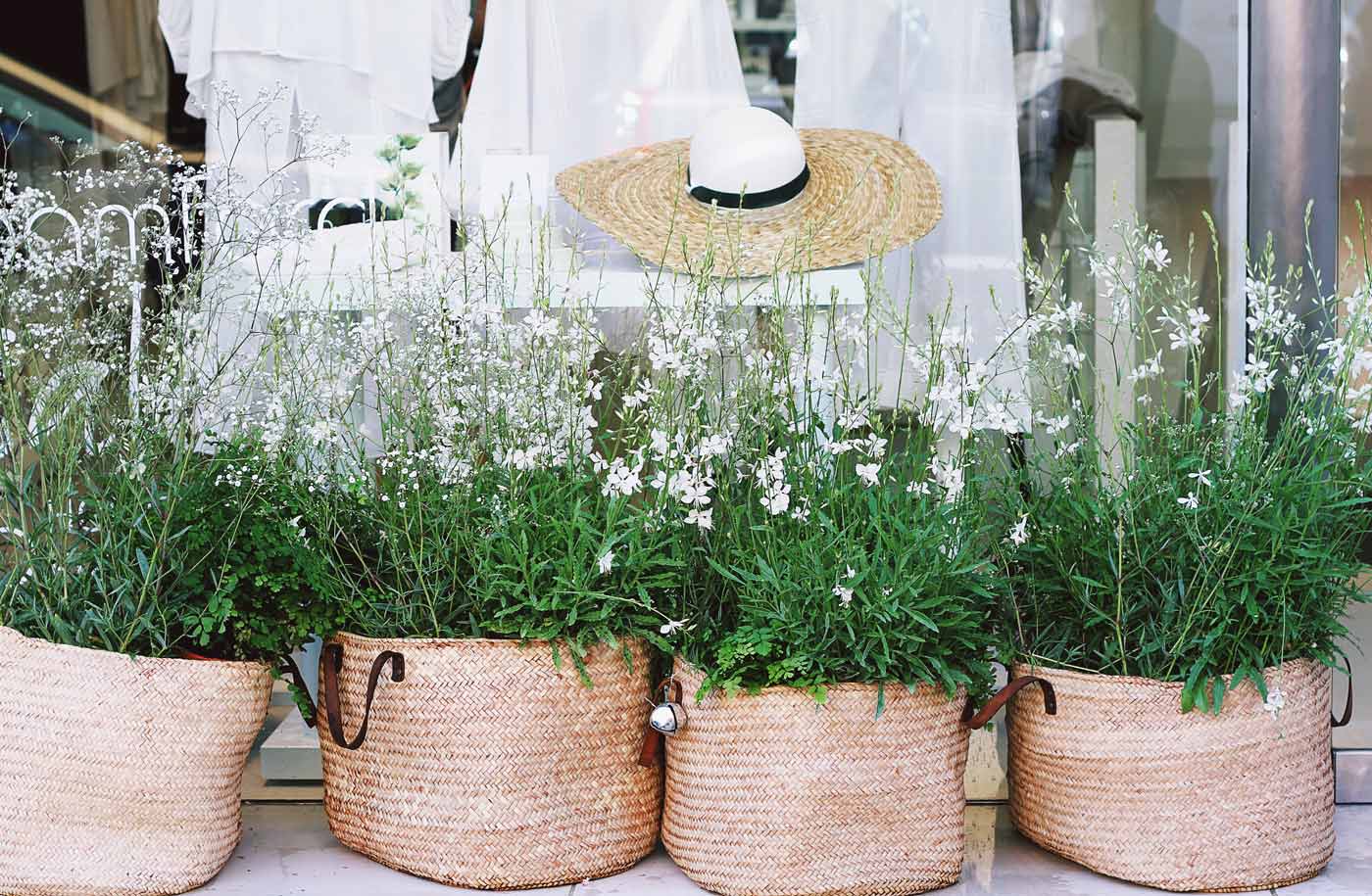 Good Indoor Plants with Flowers for Low Light